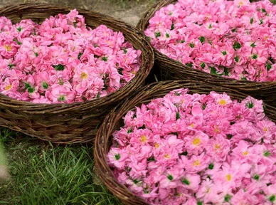 Put Roses in the Basket before Distillation