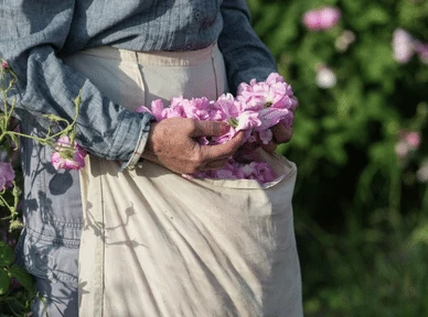 The people of Hasayan, rise early to pick the rose petals and the petals are sent to the distilleries the same day.